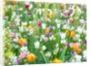 Colorful Tulip flowers by Assaf Frank